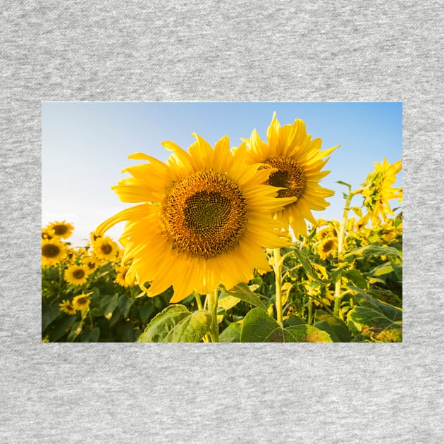 Colby Farms Sunflower Field Closeup by WayneOxfordPh